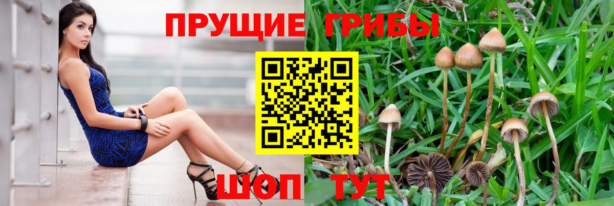 Галлюциногенные грибы GOLDEN TEACHER  Псилоцибиновые грибы прущие грибы  Троицк  Вход с VPN 